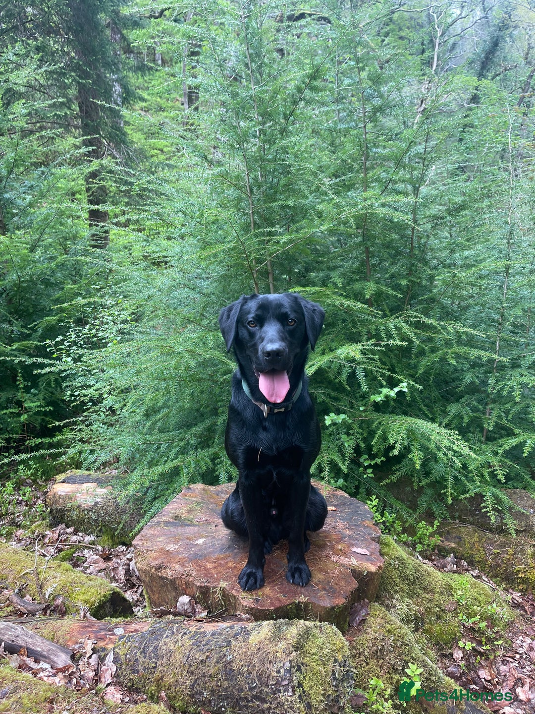 Labrador Retriever dogs for stud: STUD KC registered Labrador Retriever  in Blaenau Ffestiniog - Image 8