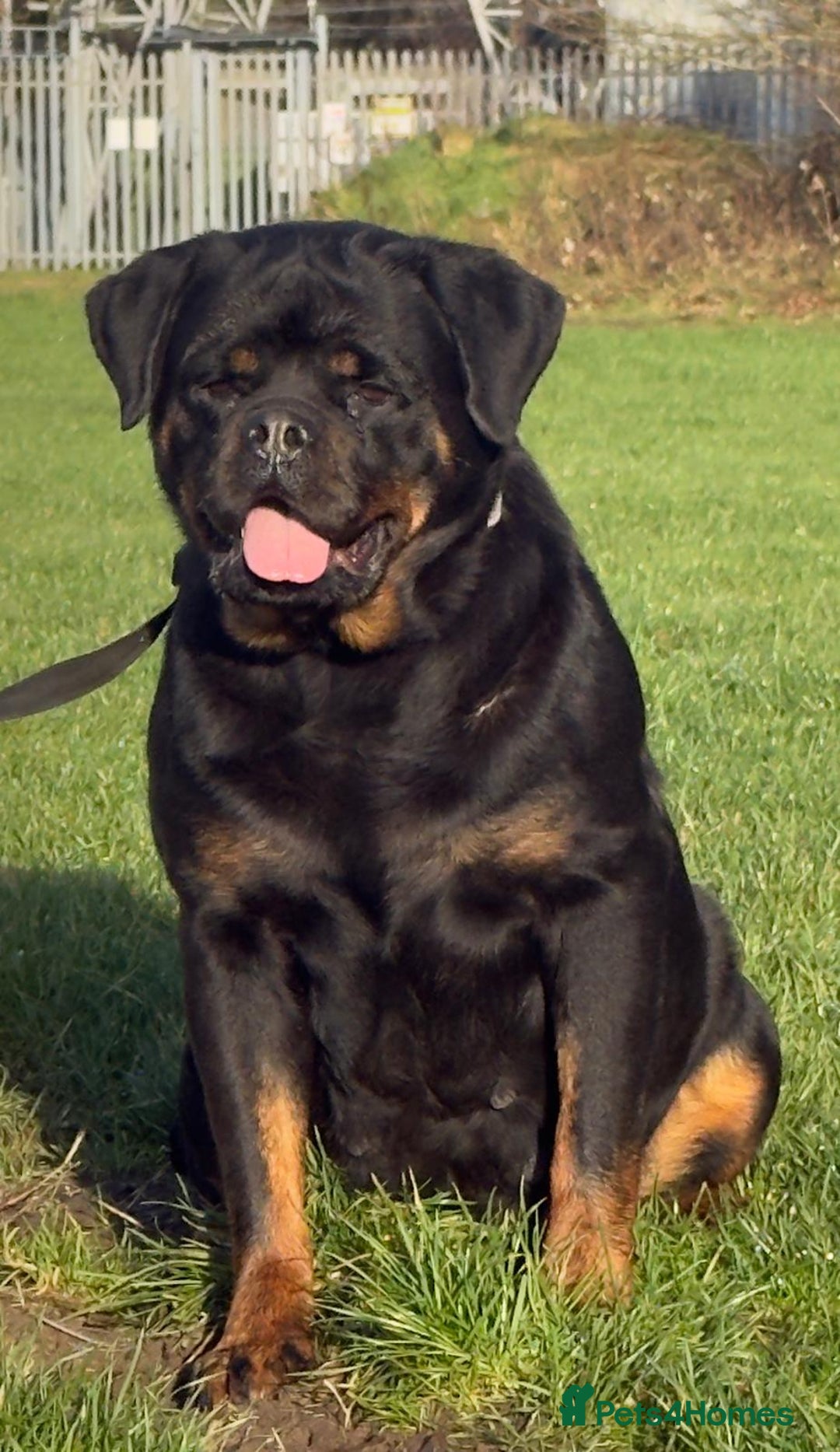 Rottweiler dogs for sale: Top quality kc pups for sale timitor X edelstein - Advert 13