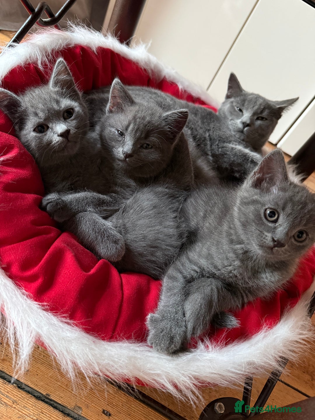 British Shorthair cats for sale: Beautiful Female Kittens Half British Shorthair - Advert 9