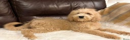 Bernedoodle dogs for sale: Ready Now Bernedoodle standard fluffy teddy bears - Advert 16