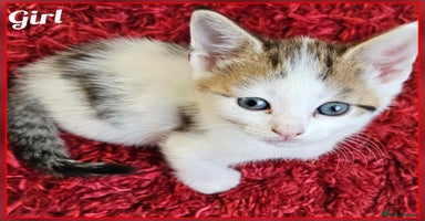 Mixed Breed cats - Advert 5