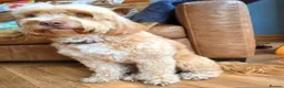 Cockapoo dogs for sale: F2 cockapoo puppies - Advert 2