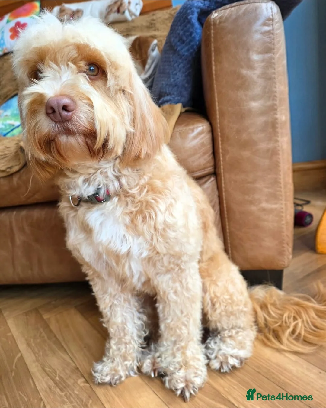 Cockapoo dogs for sale: F2 cockapoo puppies - Advert 2