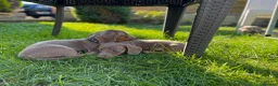 Miniature Dachshund dogs for sale: Miniature dachshund boys and girls  - Advert 11