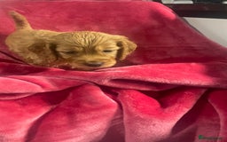 Mixed Breed dogs for sale: Adorable f2B Cockapoos  - Advert 17