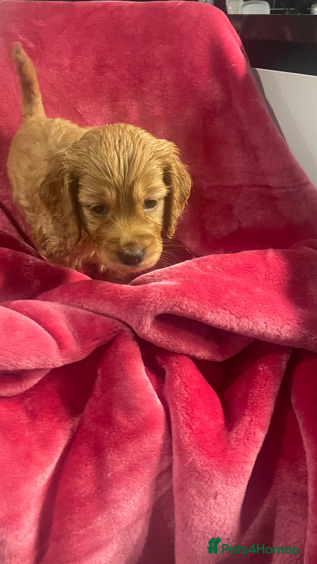 Mixed Breed dogs for sale: Adorable f2B Cockapoos  - Advert 17