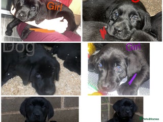 Labrador Retriever dogs READY NOW.Beautiful black KC registered Labradors - Advert 6