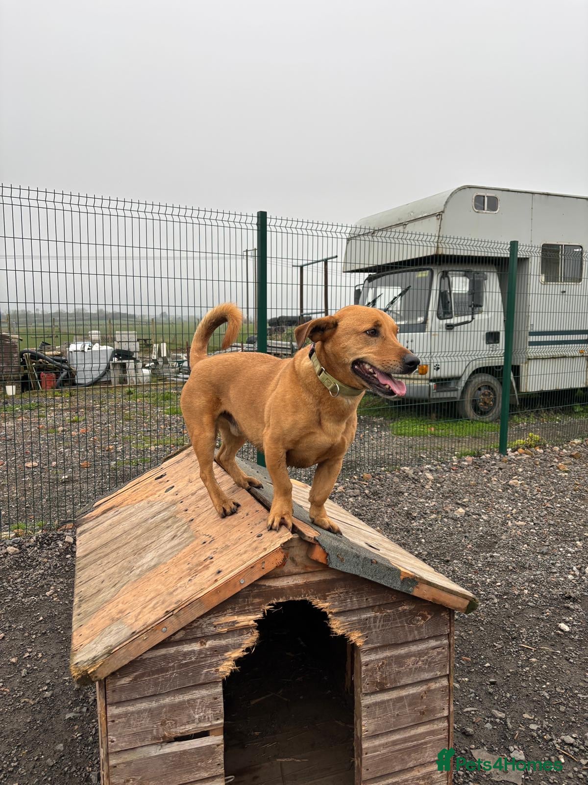 Mixed Breed dogs for adoption: Stevie 💙 - Advert 5