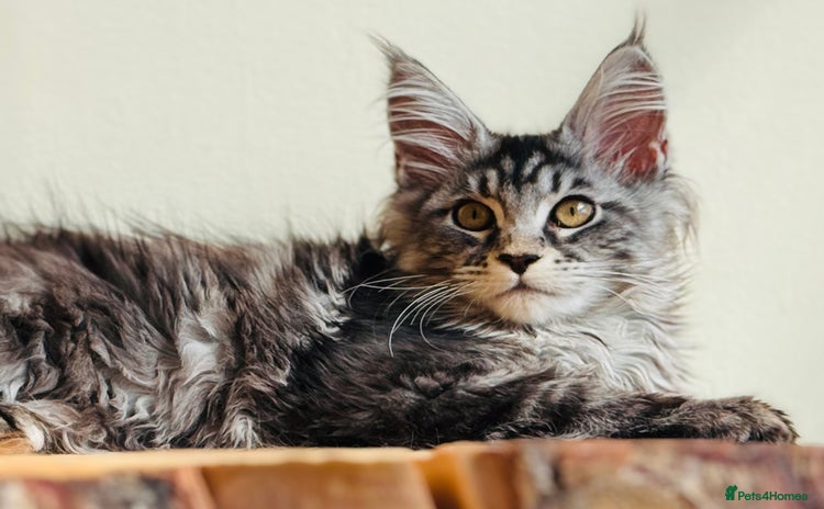 Maine Coon cats - Advert 15