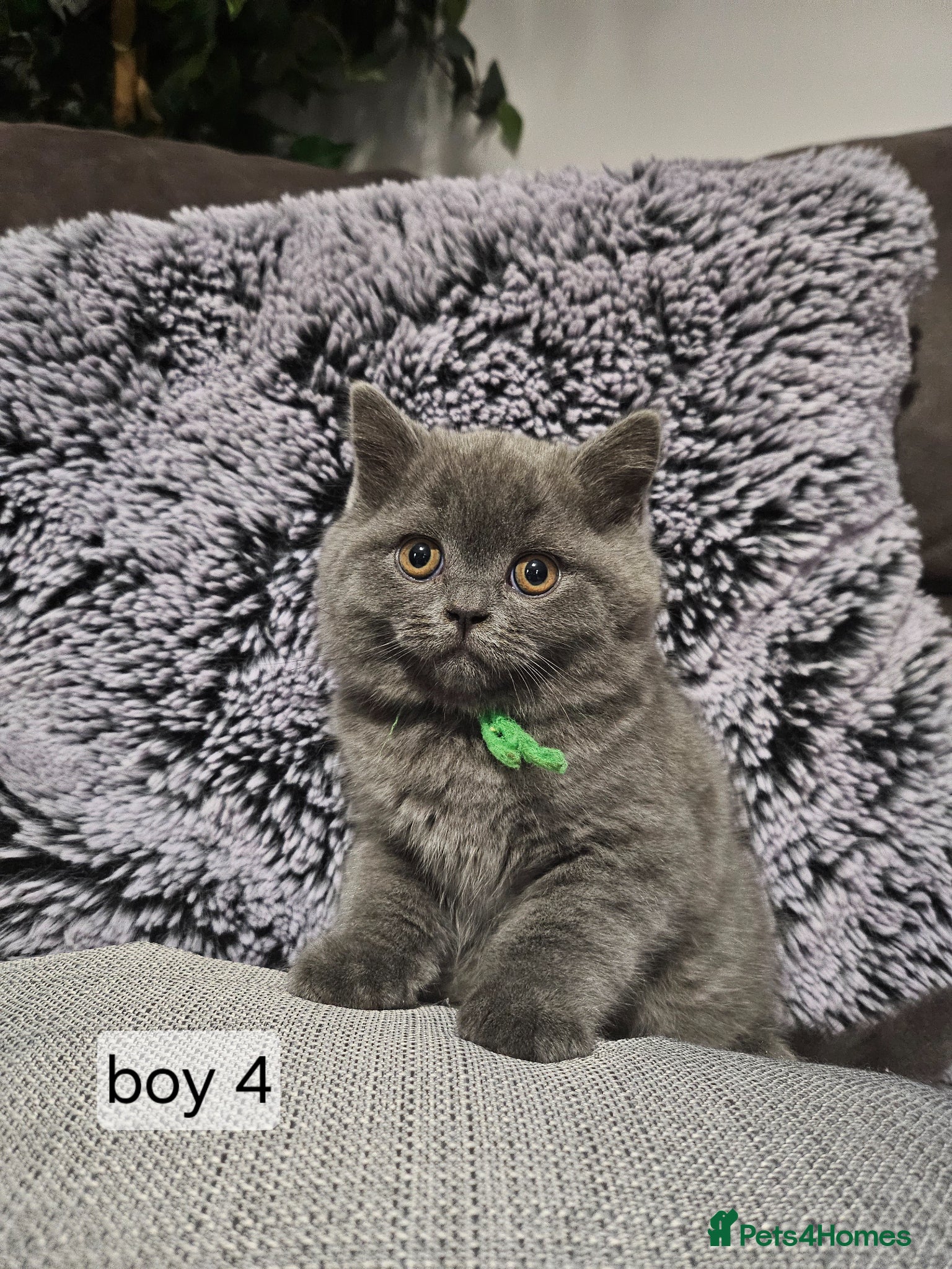 British Shorthair cats Beautiful British Shorthair Blue Kittens  - Advert 3