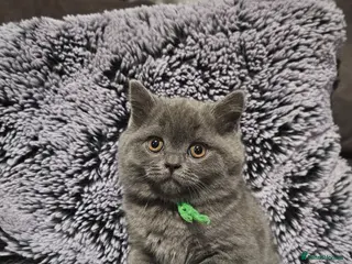 British Shorthair cats Beautiful British Shorthair Blue Kittens - Advert 13