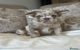 French Bulldog dogs for sale: Fluffy Frenchie Merle / Rojo & Tan REDUCED📥 - Image 14