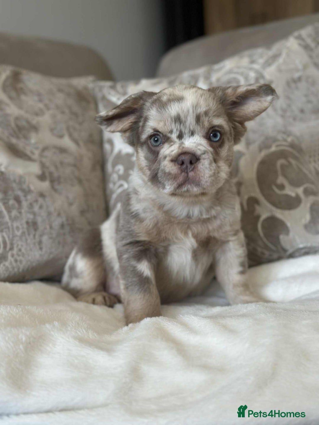 French Bulldog dogs for sale: Fluffy Frenchie Merle / Rojo & Tan REDUCED📥 - Image 14