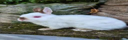 Netherland Dwarf rabbits for sale: Young Netherland dwarf buck for sale £50 in Manchester - Advert 3