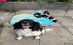 English Springer Spaniel dogs for sale: Springer Spaniel Puppies - Image 11