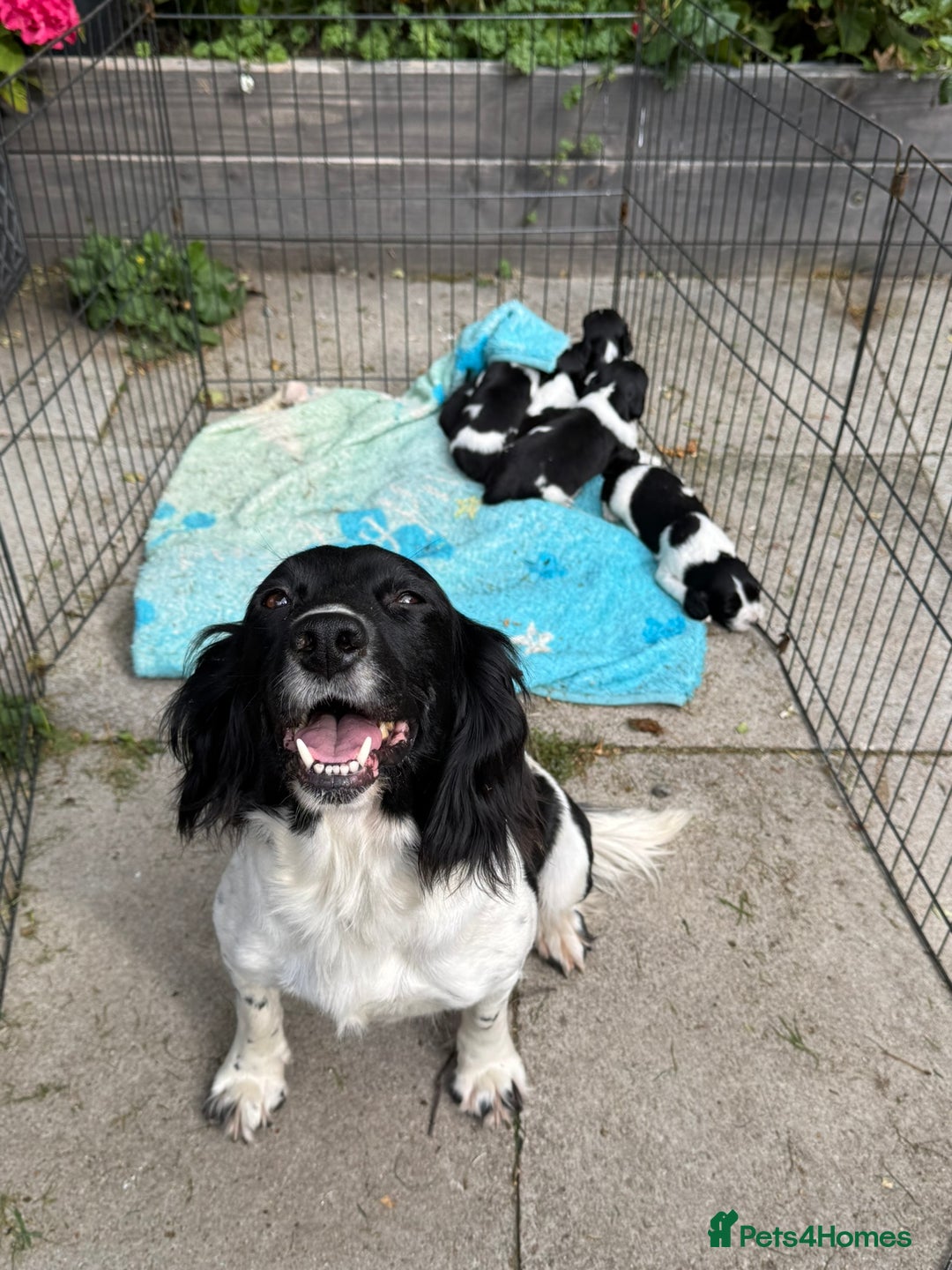 English Springer Spaniel dogs for sale: Springer Spaniel Puppies - Image 11