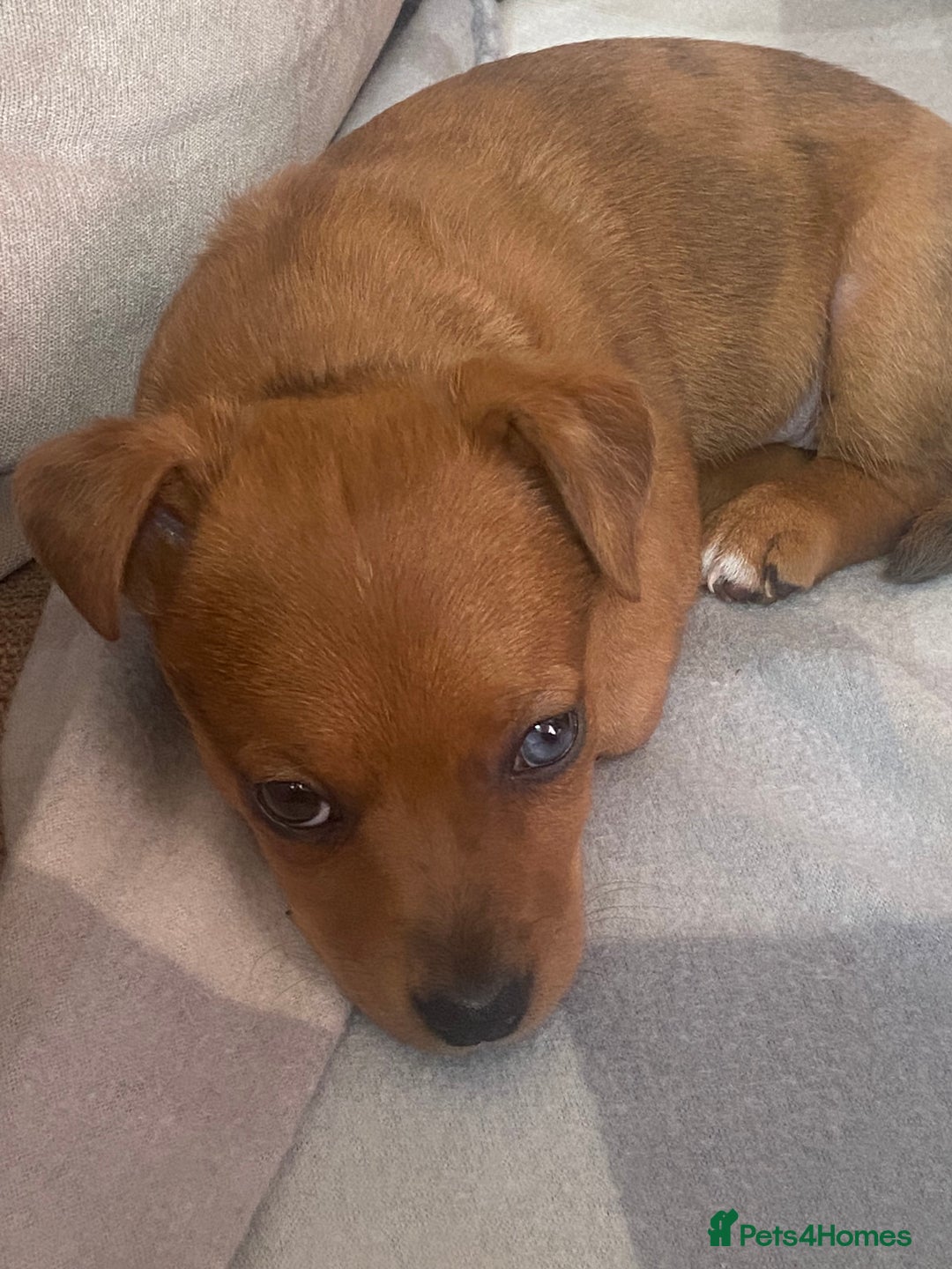 Jack Russell dogs for sale: Female Merle jack russell - Image 4