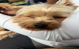 Chorkie dogs for sale: Chorkie puppies  - Image 15