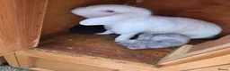 Mini Lop rabbits for sale: Mini loop - Advert 19