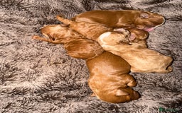 Cavapoo dogs for sale: Stunning cavapoo puppies  - Image 2