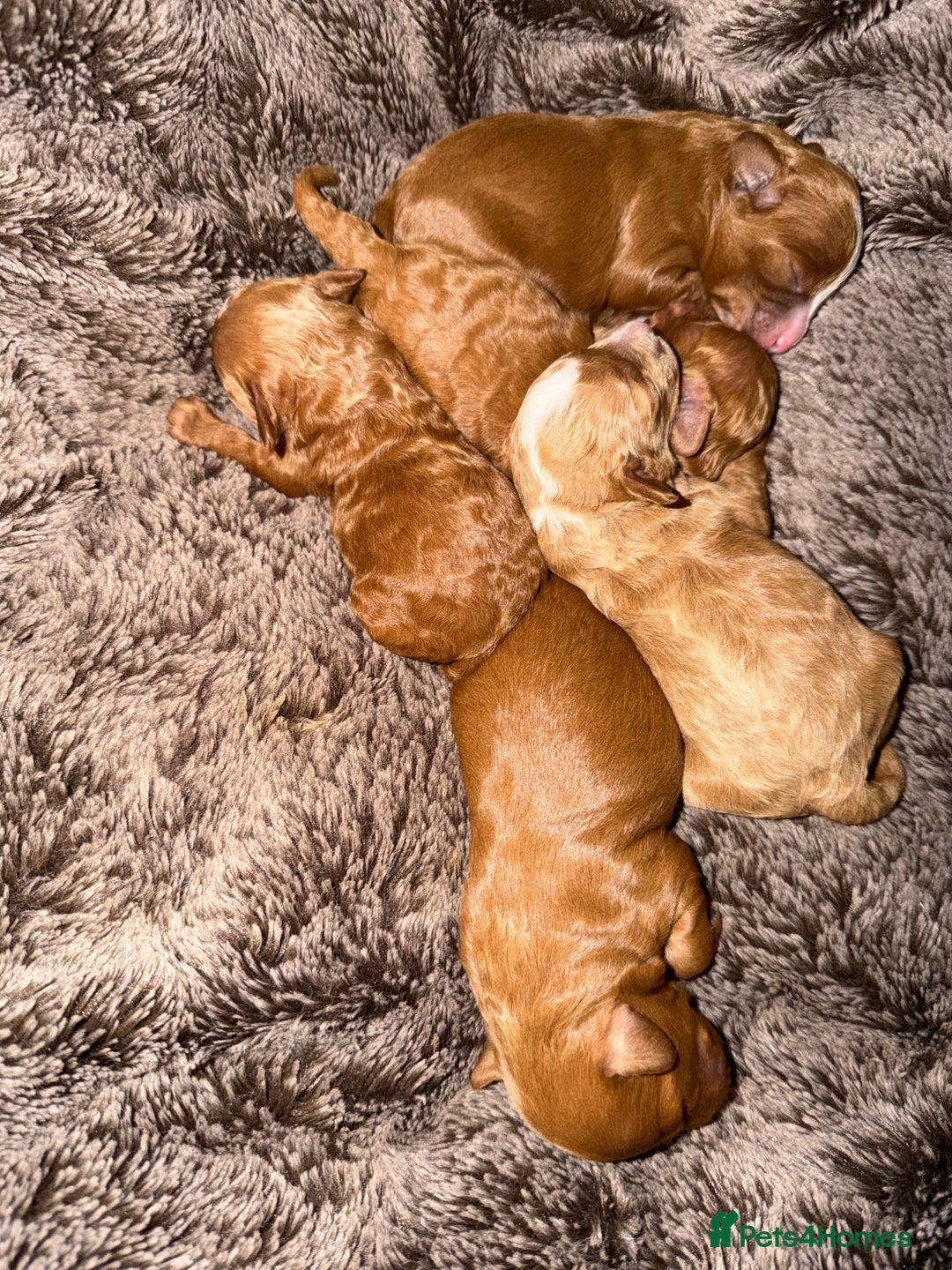 Cavapoo dogs for sale: Stunning cavapoo puppies  - Image 2