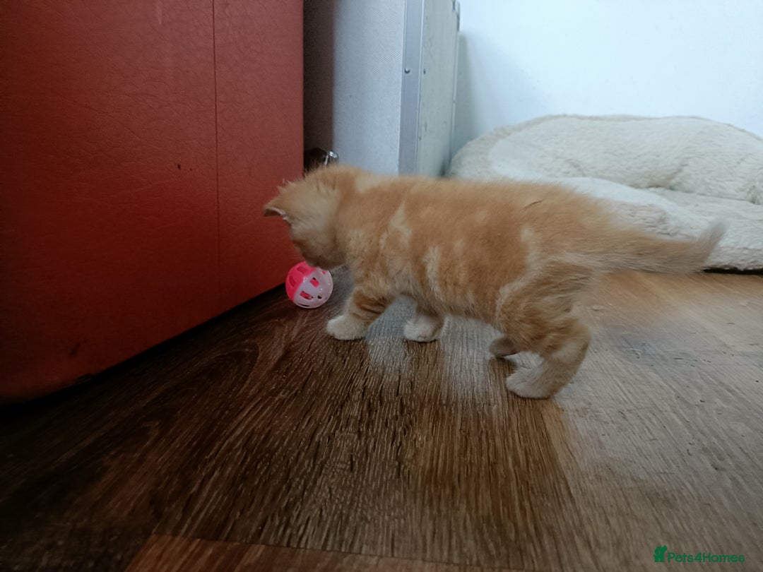 Mixed Breed cats for sale: Sweet kittens for sale - Image 5