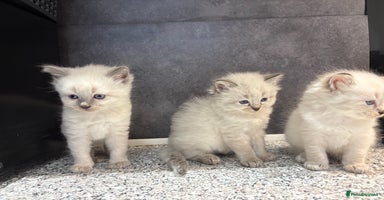 Ragdoll cats - Advert 6