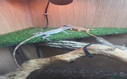 Iguana reptiles for sale: Orange zero iguana  - Image 4