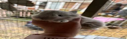 Chinchilla rabbits for sale: little bundles of love ❤️ needing forever homes  - Advert 4