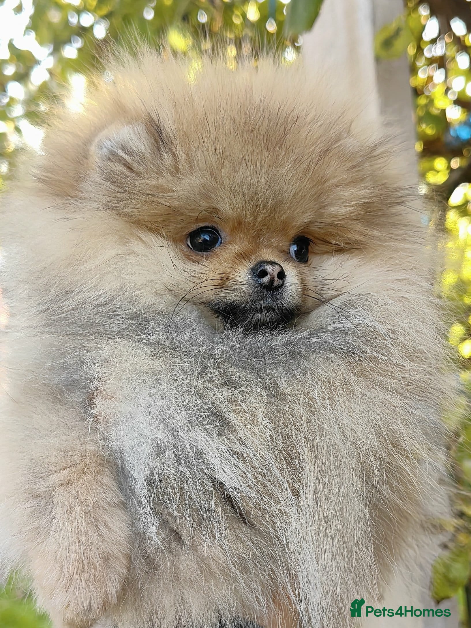Pomeranian dogs Beautiful Pomeranian puppies - Advert 17