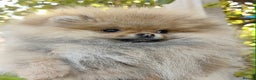 Pomeranian dogs for sale: Beautiful Pomeranian puppies - Advert 4