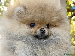 Pomeranian dogs Beautiful Pomeranian puppies - Advert 17