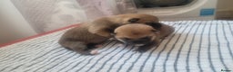 Japanese Shiba Inu dogs for sale: for sale  - Advert 7