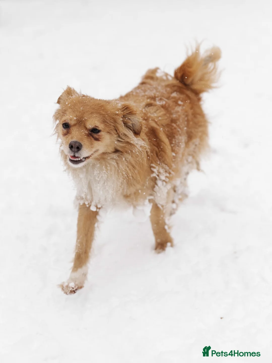 Mixed Breed dogs for adoption: ❤️Zabka❤️ little 1,5-year-old angel - Advert 4