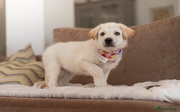 Mixed Breed dogs for adoption: Cuddly Crumble - Image 17