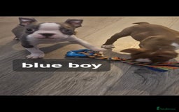 Boston Terrier dogs for sale: Beautiful Boston terrier puppies  - Image 5