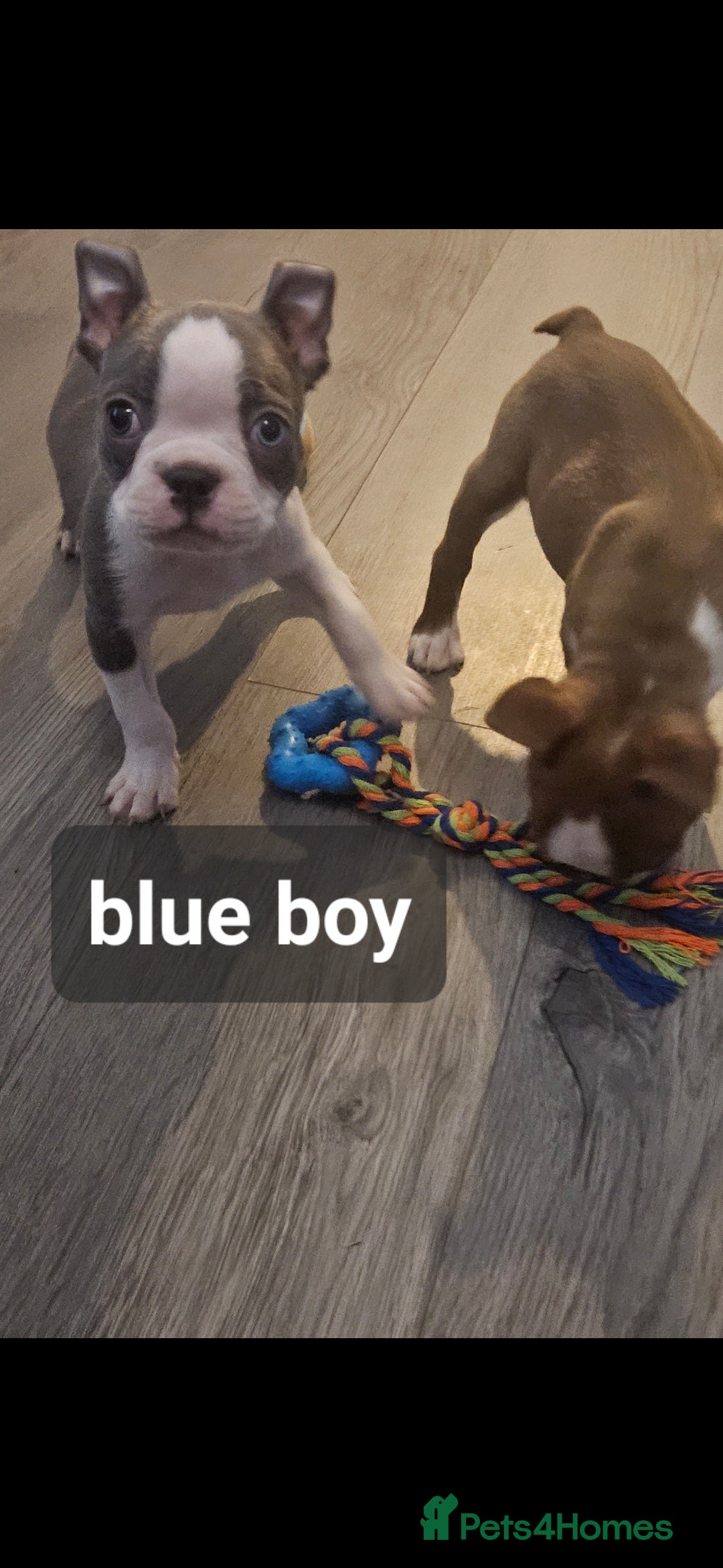 Boston Terrier dogs for sale: Beautiful Boston terrier puppies  - Image 5