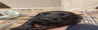 Cocker Spaniel 8