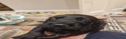 Cocker Spaniel dogs for sale: KC registered working cocker spaniels - Advert 9
