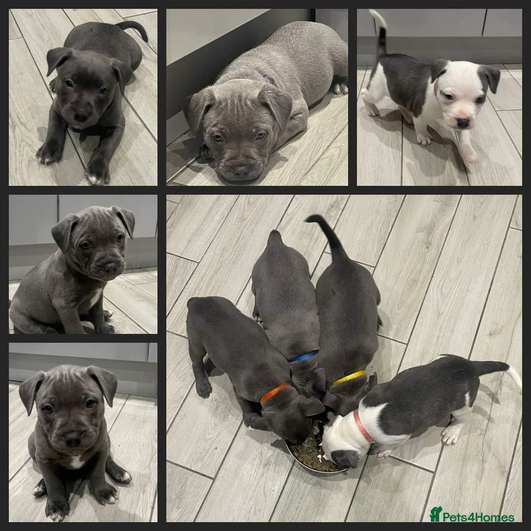 Staffordshire Bull Terrier dogs for stud: 💙 50+ LITTERS PROVEN. BLUE STUD 💙 in Erith - Advert 20
