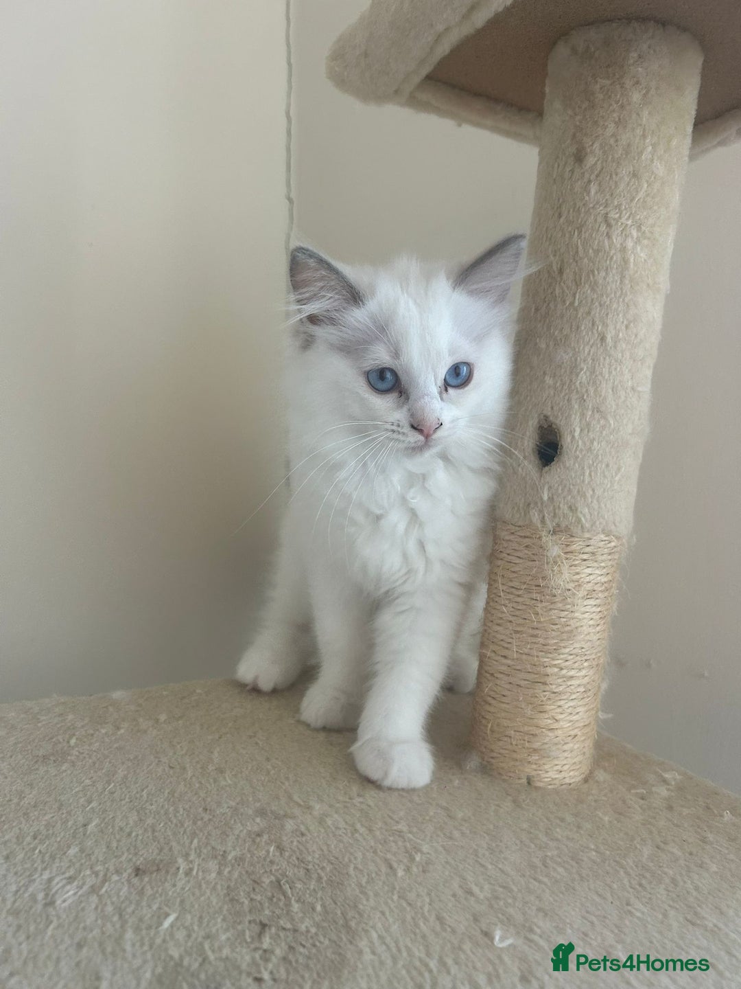 Ragdoll cats for sale: Extremely stunning boys and girls - Image 4