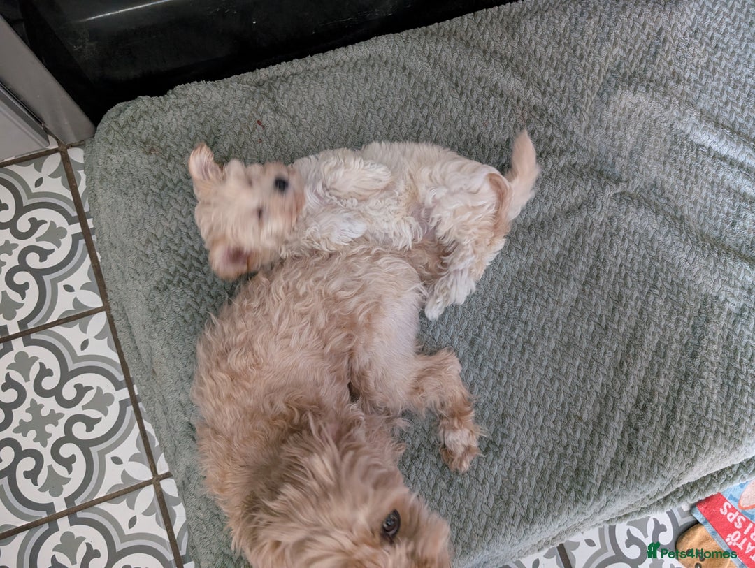 Maltipoo dogs for sale: Last Beautiful tiny female puppy available  - Image 9