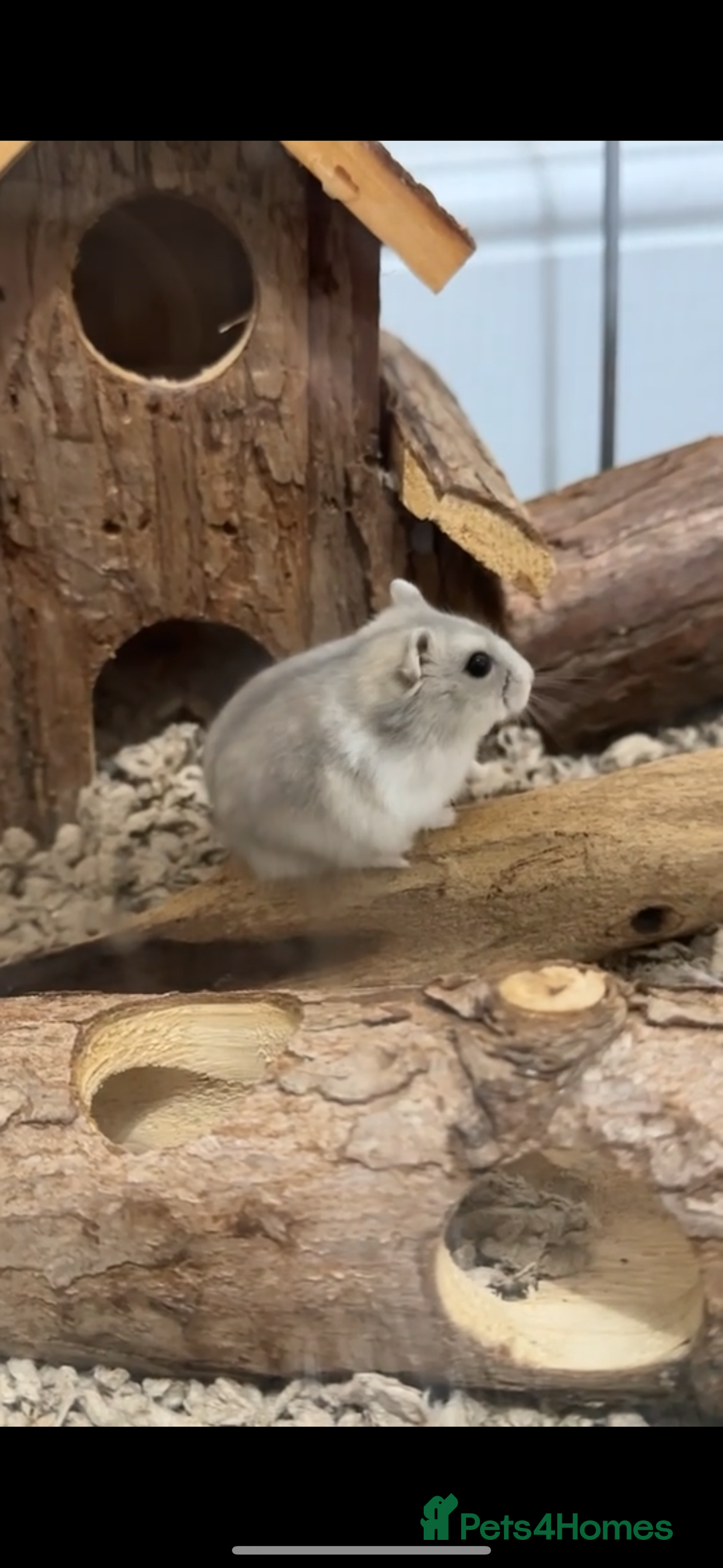 Hamster rodents for sale: Russian dwarf hamster  - Image 1