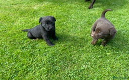 Borador dogs for sale: Lab x collie puppies  - Image 6