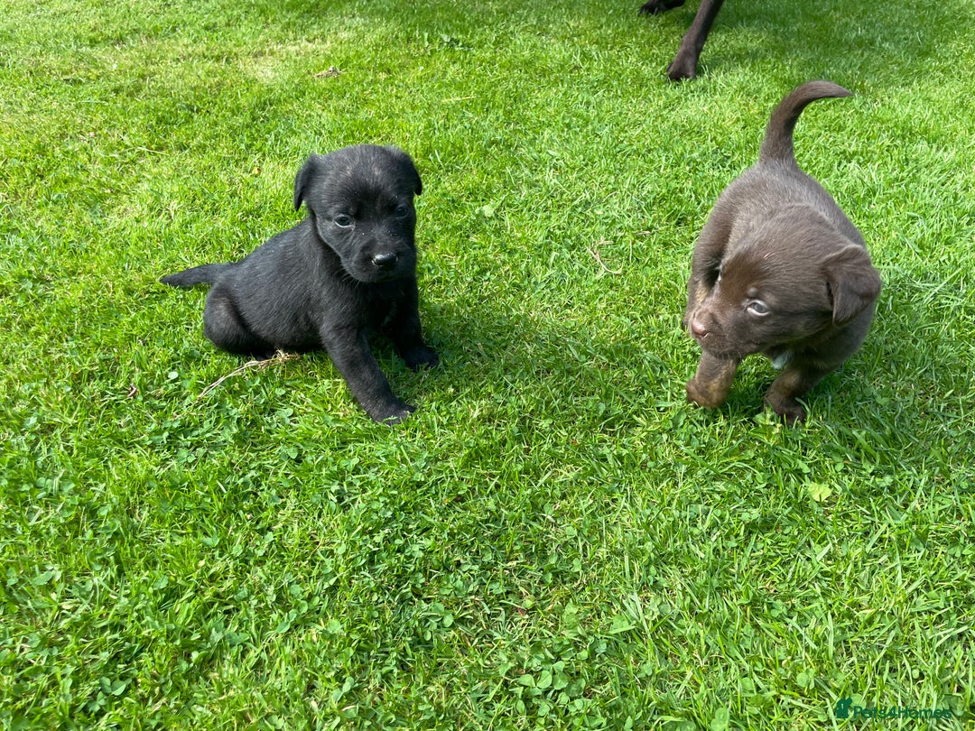 Borador dogs for sale: Lab x collie puppies  - Image 6