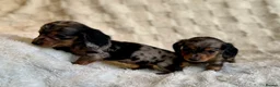 Miniature Dachshund dogs for sale: Long haired dachshund puppies  - Advert 9