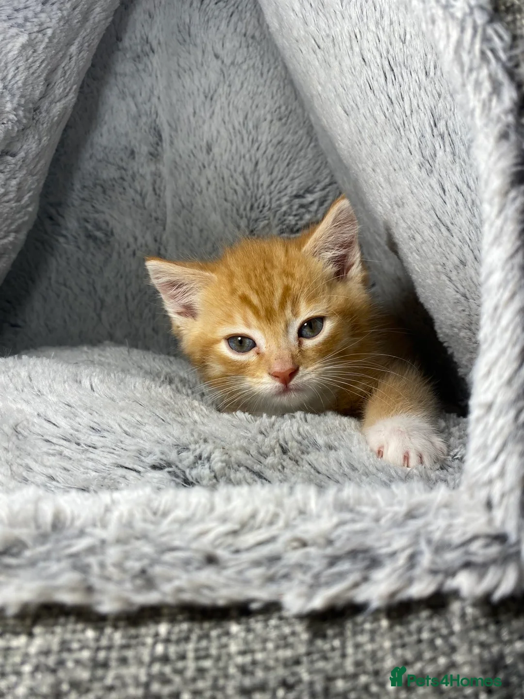 Mixed Breed cats for sale: Adorable Male Ginger And White Kitten Ready To Go in Dagenham - Advert 1