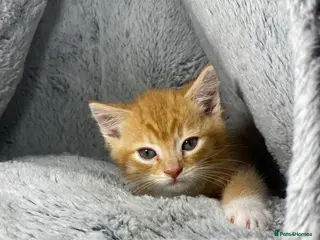 Mixed Breed cats Adorable Male Ginger And White Kitten Ready To Go in Dagenham - Advert 1