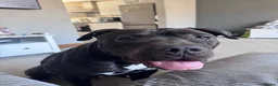 Mixed Breed dogs for sale: Kilo  - Advert 4
