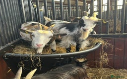 Goats livestock for sale: Reg Pygmy Nanny Goats  - Image 7